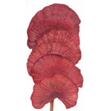 MUSHROOM SPONGE  Red 16"-